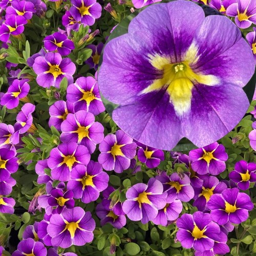 Calibrachoa Calita® 'Special Blue Star' - Puispetuunia Calita® 'Special Blue Star' P9/0,55L